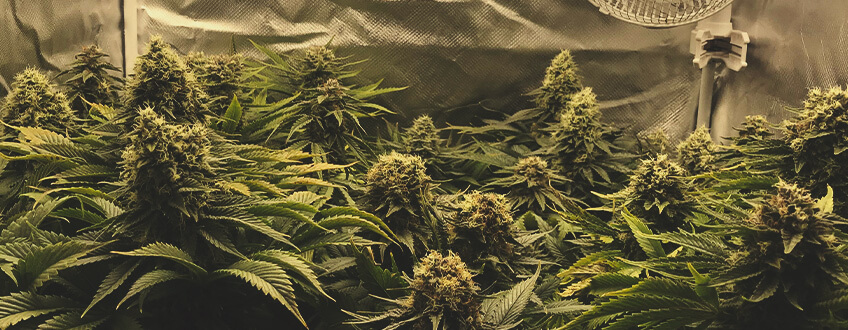 Sour Diesel Sour Diesel
