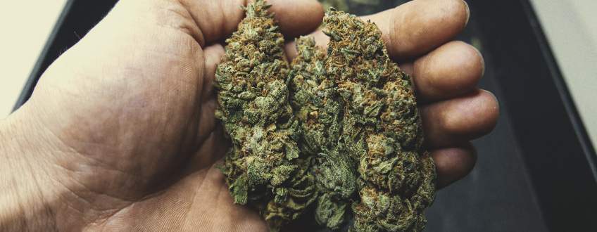 Sour Diesel Sour Diesel