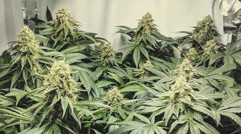 Special Kush Special Kush