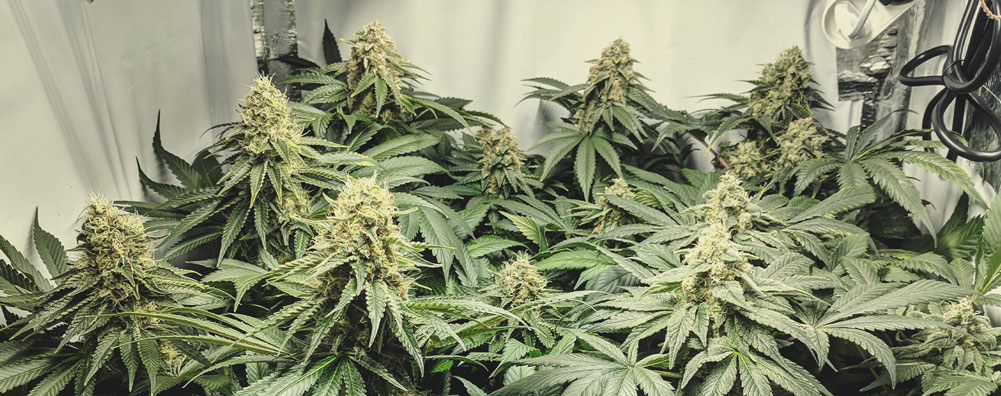Special Kush Special Kush