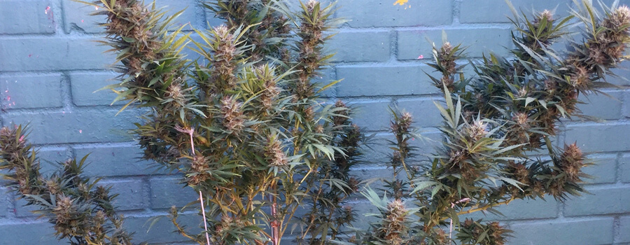 Special Kush Hansforten Wärmere Klimazonen Special Kush Hansforten Wärmere Klimazonen