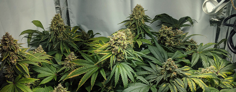 Special Kush 1 Special Kush 1