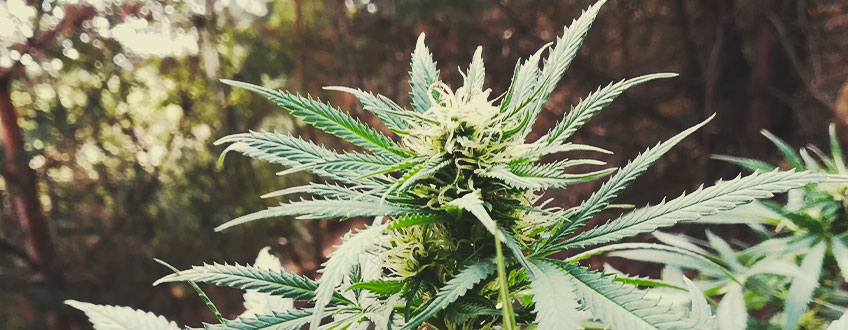 Special Kush 1 Special Kush 1
