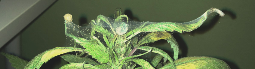 CANNABIS AILMENTS CANNABIS AILMENTS