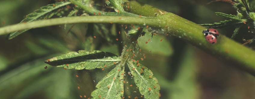 Wie man Marienkäfer zur Kontrolle von Spinnmilben und anderer Schädlinge einsetzt