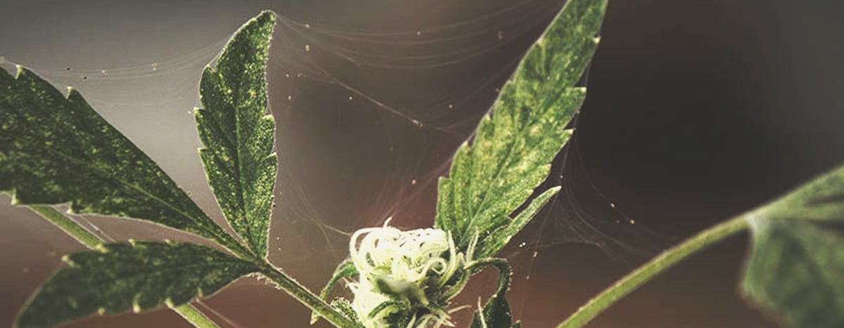 Schädlingsbefall in einer Cannabispflanze