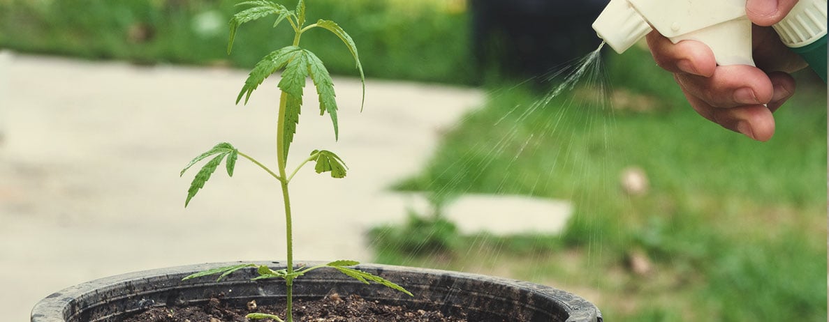 Warum sollte KNF während jeder Phase des Lebenszyklus von Cannabis angewendet werden?