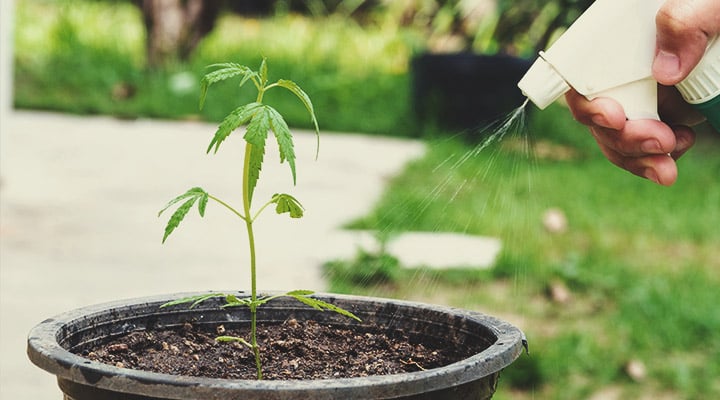 Warum sollte KNF während jeder Phase des Lebenszyklus von Cannabis angewendet werden?