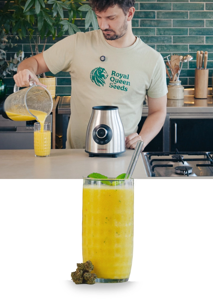 Schritte 4–5: Den Cannabis-Smoothie cremig mixen und sofort servieren Mixen eines Mango-Cannabis-Smoothies und Einschenken des fertigen Getränks in ein Glas mit cremiger, glatter Konsistenz.