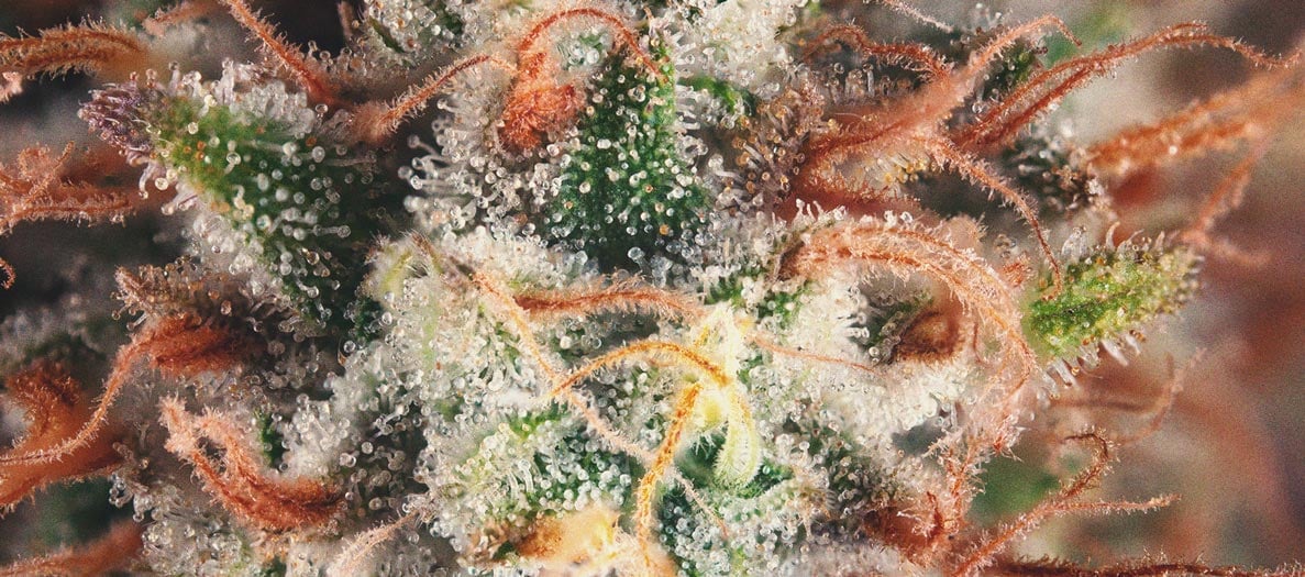 Narben (Stigma)