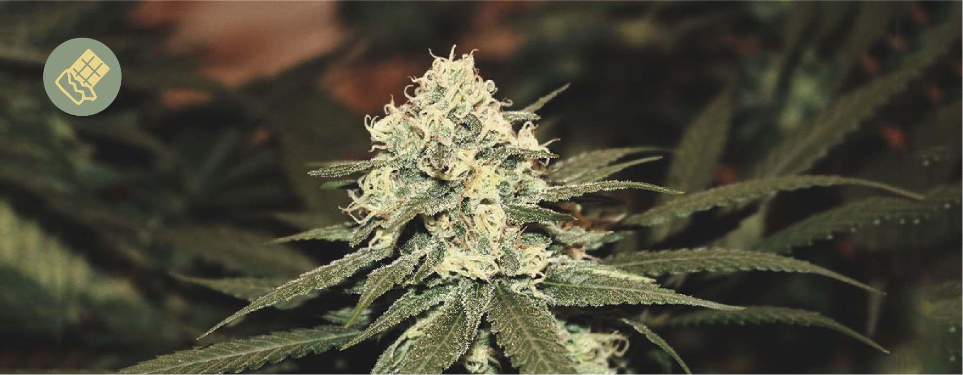 Die beste Schokolade für Cannabis Die beste Schokolade für Cannabis