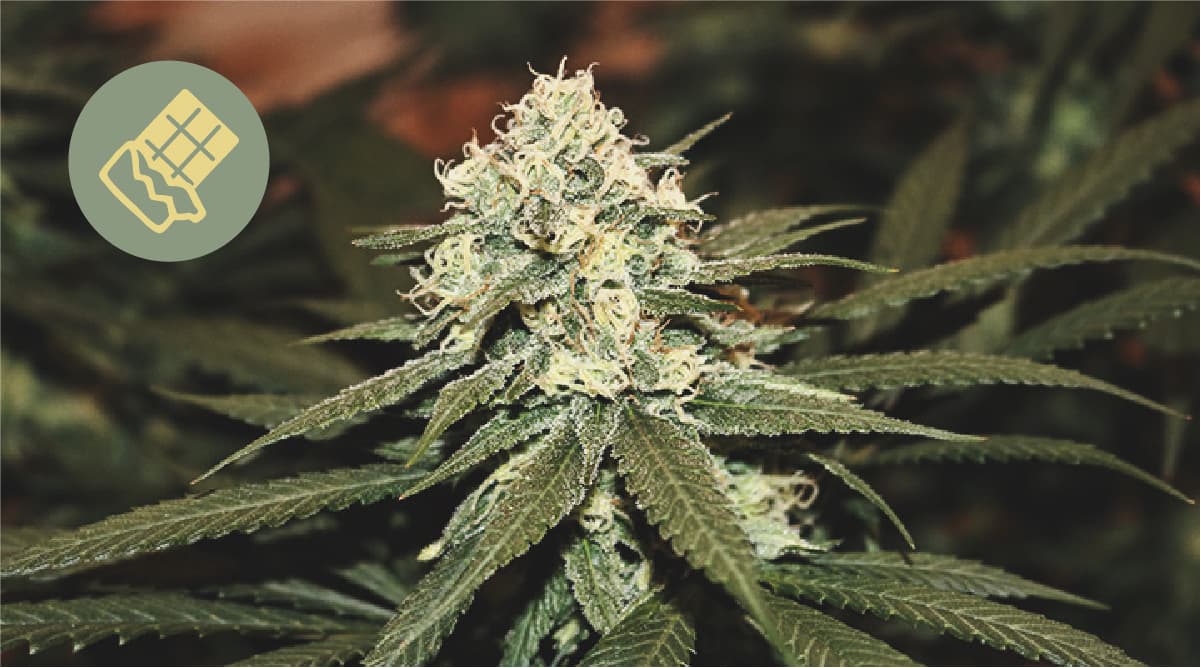 Die beste Schokolade für Cannabis Die beste Schokolade für Cannabis