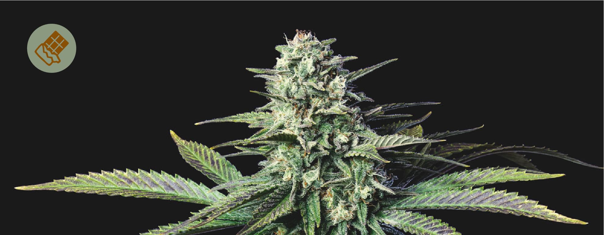 Die beste Schokolade für Cannabis Die beste Schokolade für Cannabis