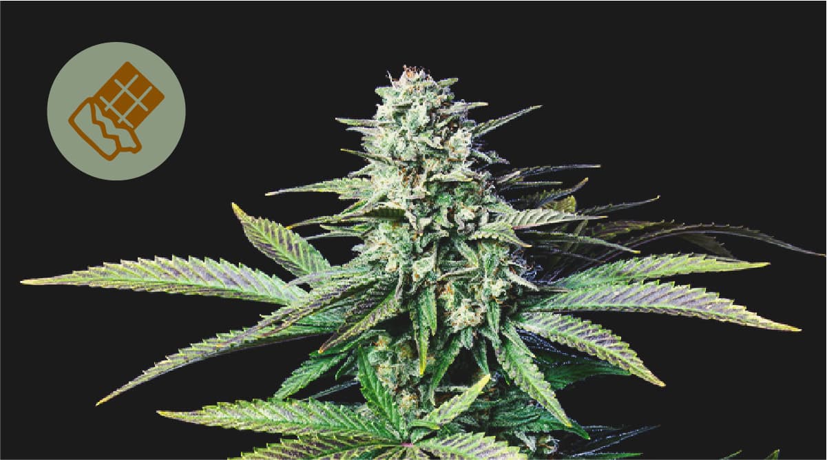 Die beste Schokolade für Cannabis Die beste Schokolade für Cannabis