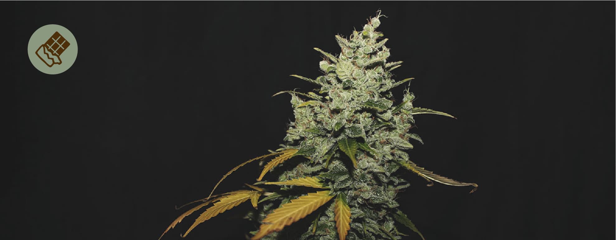 Die beste Schokolade für Cannabis Die beste Schokolade für Cannabis