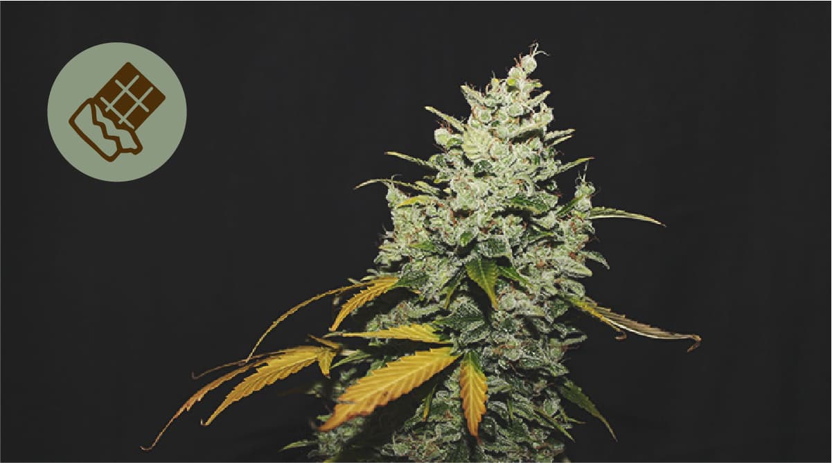 Die beste Schokolade für Cannabis Die beste Schokolade für Cannabis