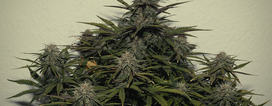 Stress Killer Auto Stress Killer Auto