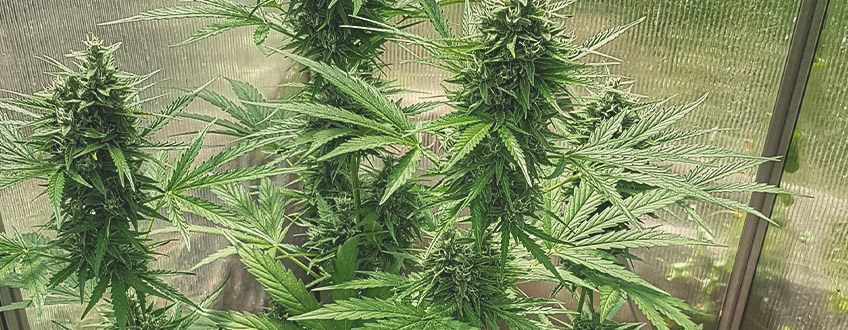 Stress Killer Auto Stress Killer Auto