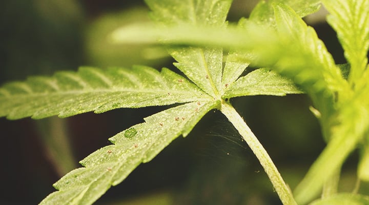 Pflanzenstress stimuliert die Cannabinoid- und Terpenproduktion