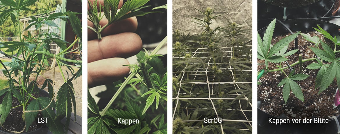 Wie man die Höhe einer Cannabispflanze in der Wachstumsphase kontrolliert