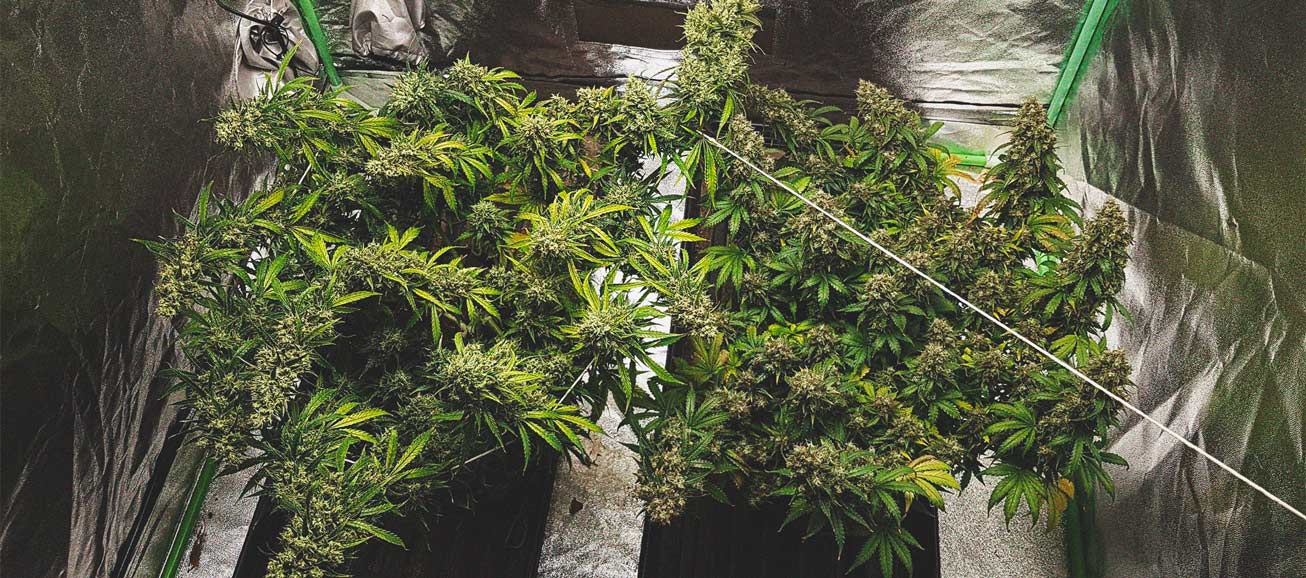 Die besten Methoden, um drinnen und draußen große Cannabisblüten zu stützen Die besten Methoden, um drinnen und draußen große Cannabisblüten zu stützen