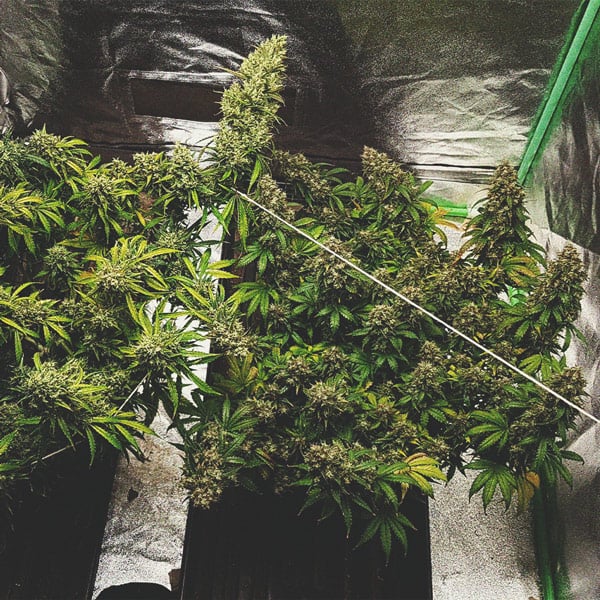 Die besten Methoden, um drinnen und draußen große Cannabisblüten zu stützen Die besten Methoden, um drinnen und draußen große Cannabisblüten zu stützen