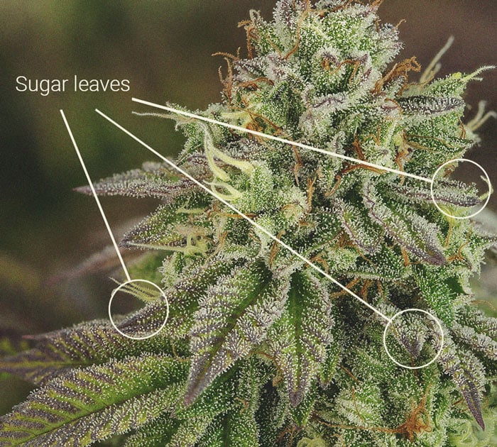 Detalle de un cogollo de cannabis con hojas resinosas y tricomas visibles, mostrando su textura pegajosa y características típicas de la marihuana de alta calidad.