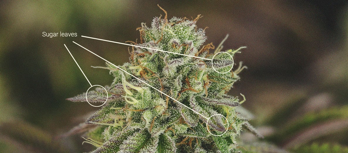 Detail einer Cannabis-Knospe mit harzigen Blättern und sichtbaren Trichomen, die ihre klebrige Textur und die typischen Merkmale von hochwertigem Marihuana zeigt.