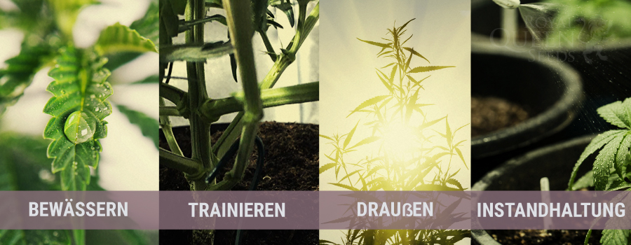 SOMMER SOMMER