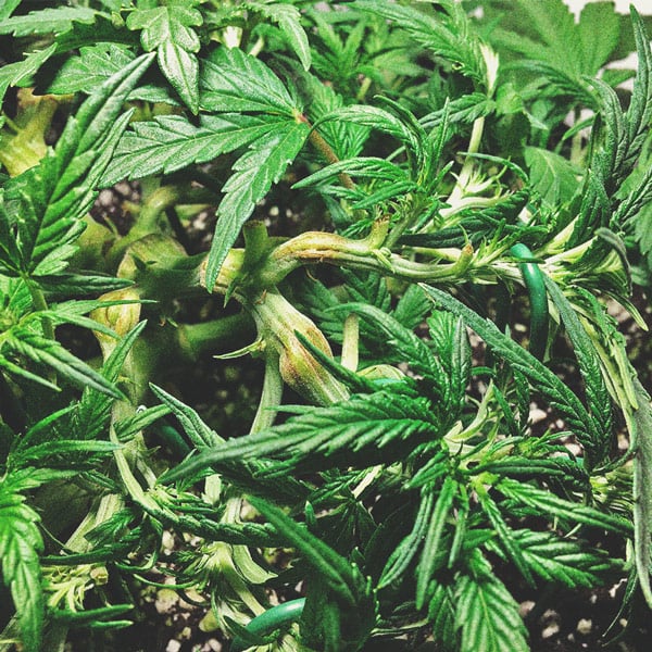 Wie man auf einem Balkon oder einer Terrasse tolles Cannabis anbaut Wie man auf einem Balkon oder einer Terrasse tolles Cannabis anbaut
