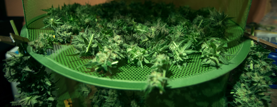 Überfüllungs-Cannabis