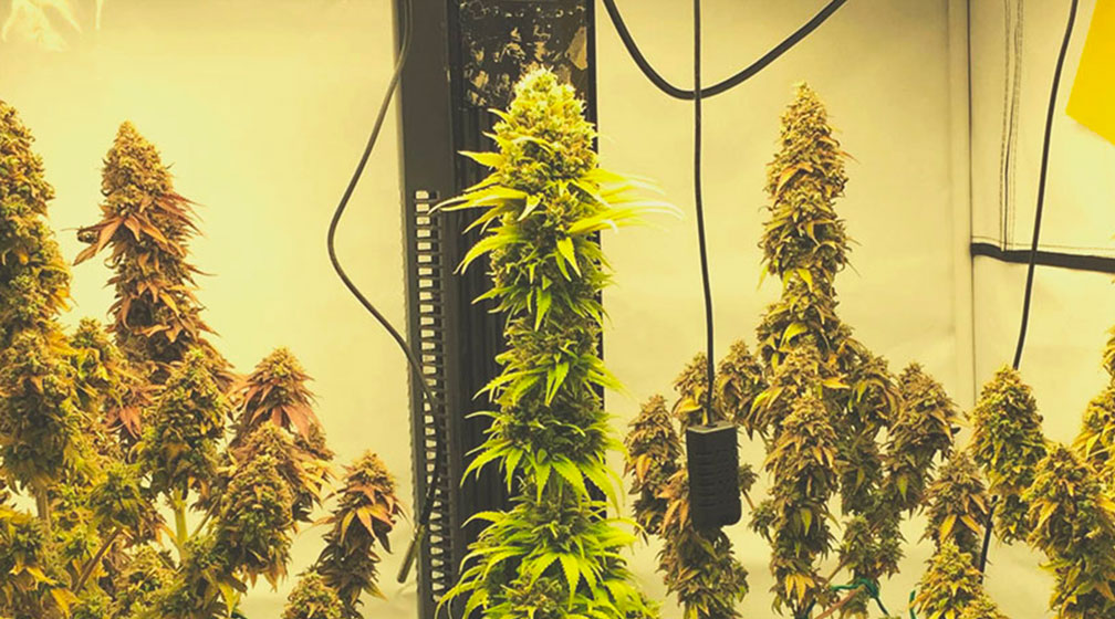 Top 10 Most Popular Feminized Cannabis Strains Top 10 Most Popular Feminized Cannabis Strains