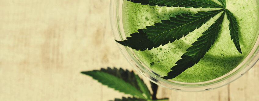Gesunden Cannabissaft Gesunden Cannabissaft