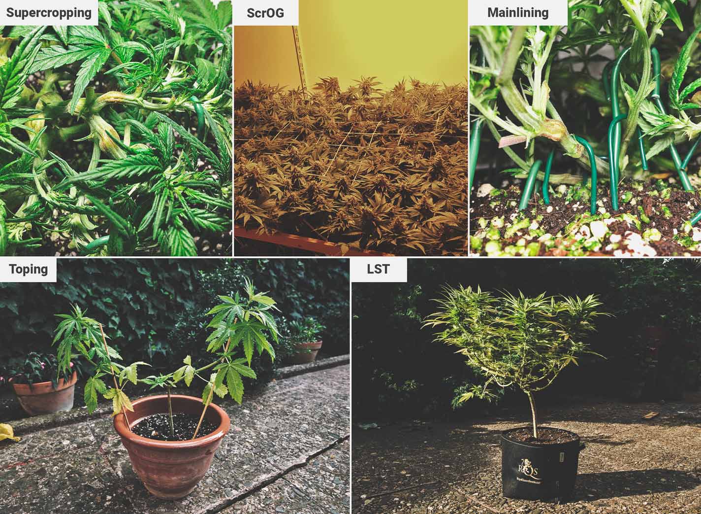 Wie man auf einem Balkon oder einer Terrasse tolles Cannabis anbaut Wie man auf einem Balkon oder einer Terrasse tolles Cannabis anbaut