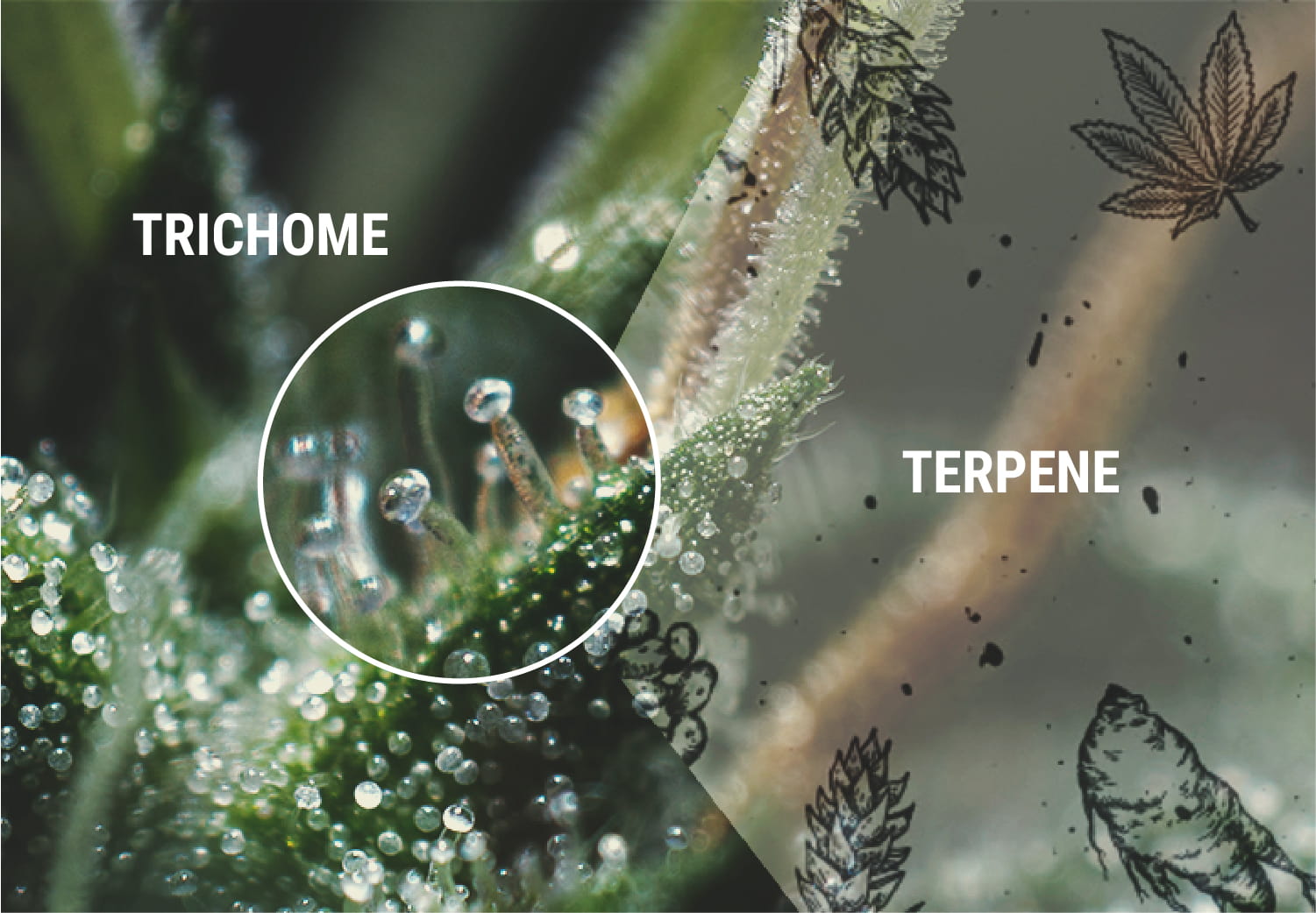 Terpene und Terpenoide