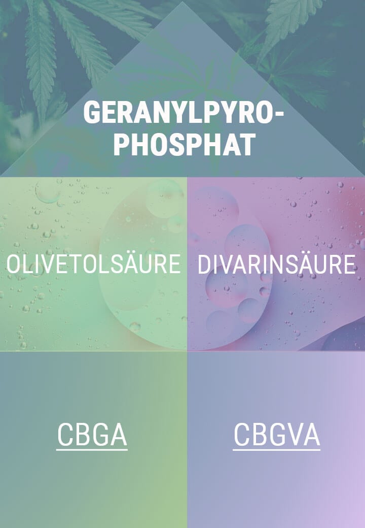 CBGA UND CBGVA: WOMIT ALLES BEGINNT CBGA UND CBGVA: WOMIT ALLES BEGINNT