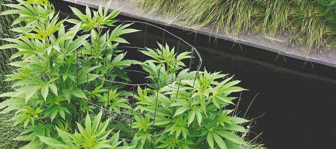 Die besten Methoden, um drinnen und draußen große Cannabisblüten zu stützen