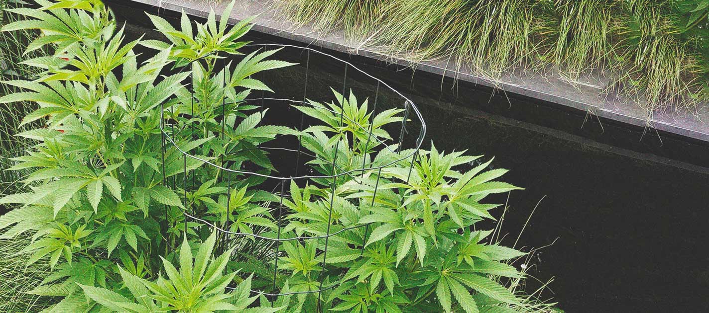 Die besten Methoden, um drinnen und draußen große Cannabisblüten zu stützen Die besten Methoden, um drinnen und draußen große Cannabisblüten zu stützen
