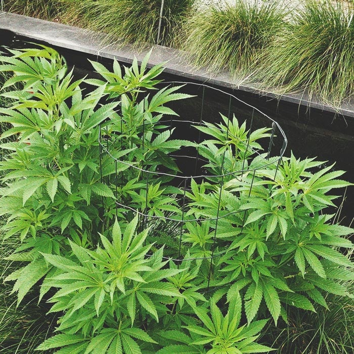 Die besten Methoden, um drinnen und draußen große Cannabisblüten zu stützen