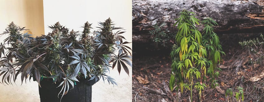 Topped vs Non Topped Topped vs Non Topped