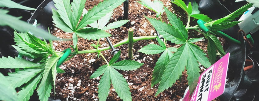 Topped Plant Topped Plant