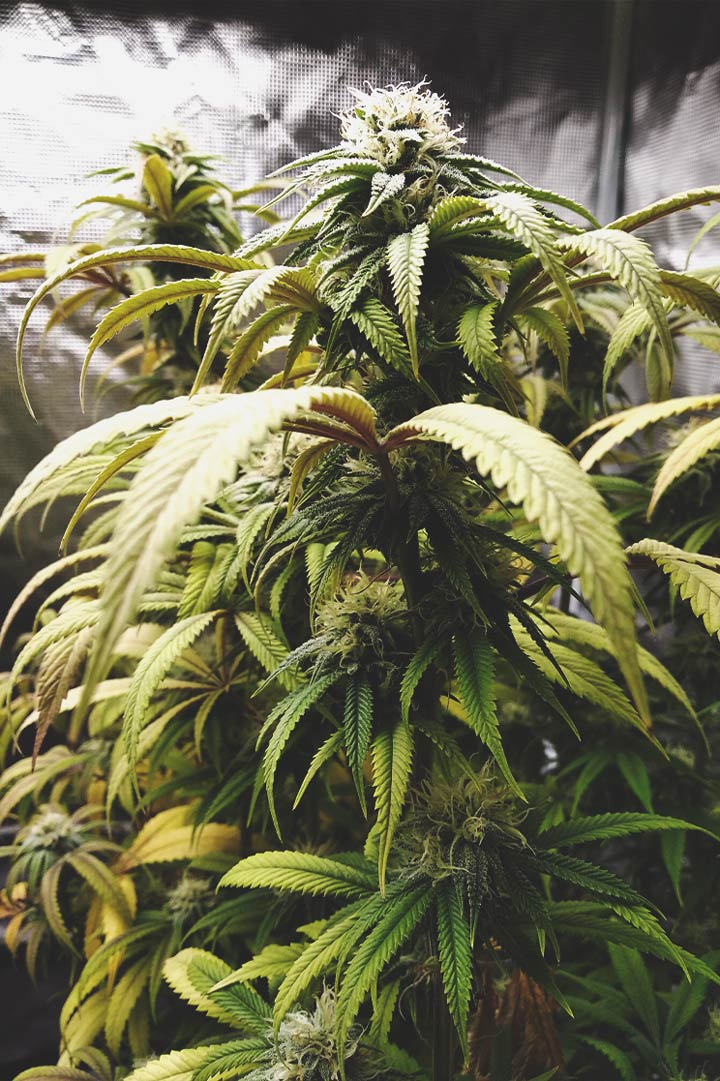 Topped Yield Topped Yield
