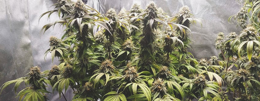Topped Plant Yield Topped Plant Yield