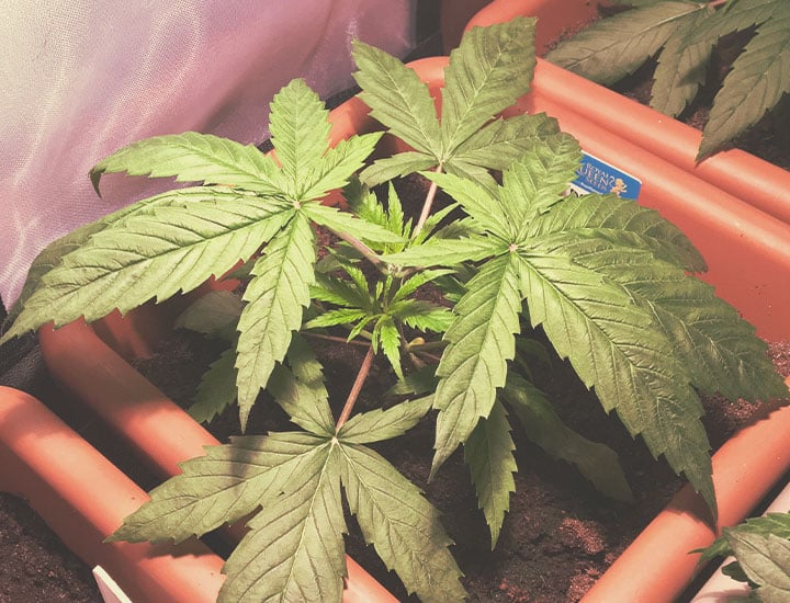 Topping and Training Autoflowering Cannabis Topping and Training Autoflowering Cannabis