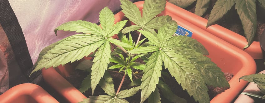Topping and Training Autoflowering Cannabis Topping and Training Autoflowering Cannabis