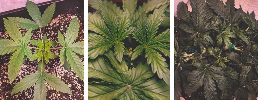 Topping and Training Autoflowering Cannabis Topping and Training Autoflowering Cannabis