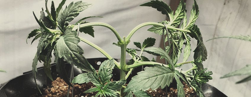 Topping Topping