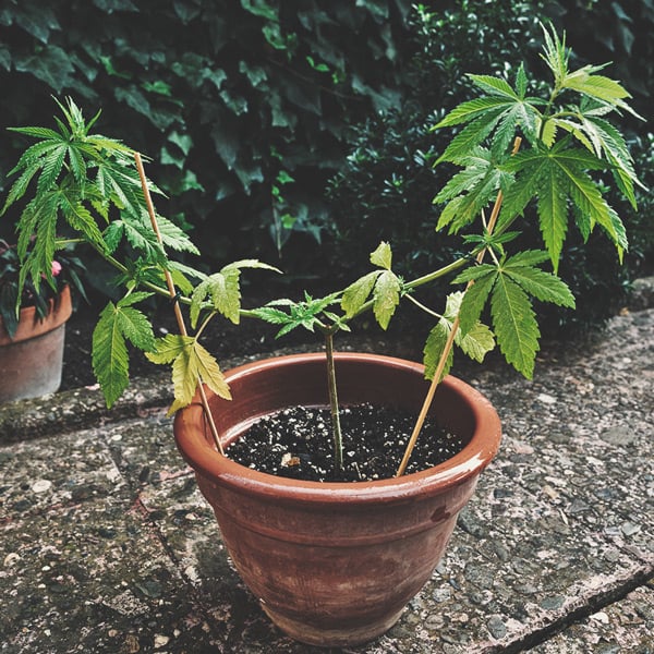 Wie man auf einem Balkon oder einer Terrasse tolles Cannabis anbaut