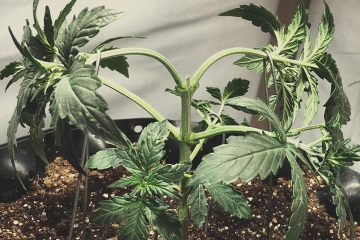 Topping Topping