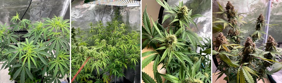 Trianwreck Auto